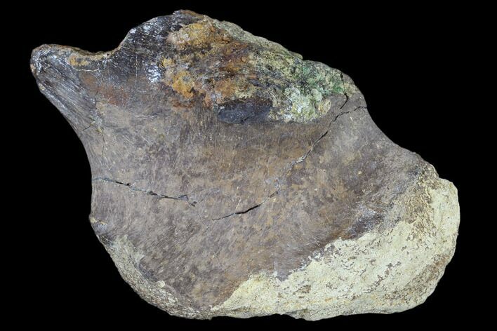 Unidentified Dinosaur Bone Section - Aguja Formation, Texas #116728